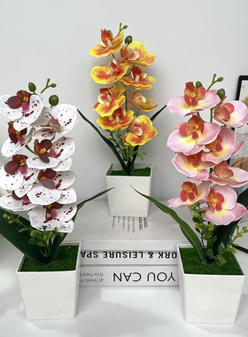 8头3D胶片蝴蝶兰仿真花盆栽