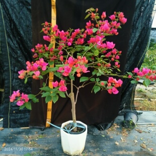 绿野花乡 同安红水红三角梅老桩高飘垂枝勤花原盆原土发一物一拍