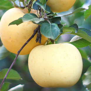 正宗山东烟台维纳斯奶油富士黄金大苹果新鲜水果当季整箱现摘礼盒