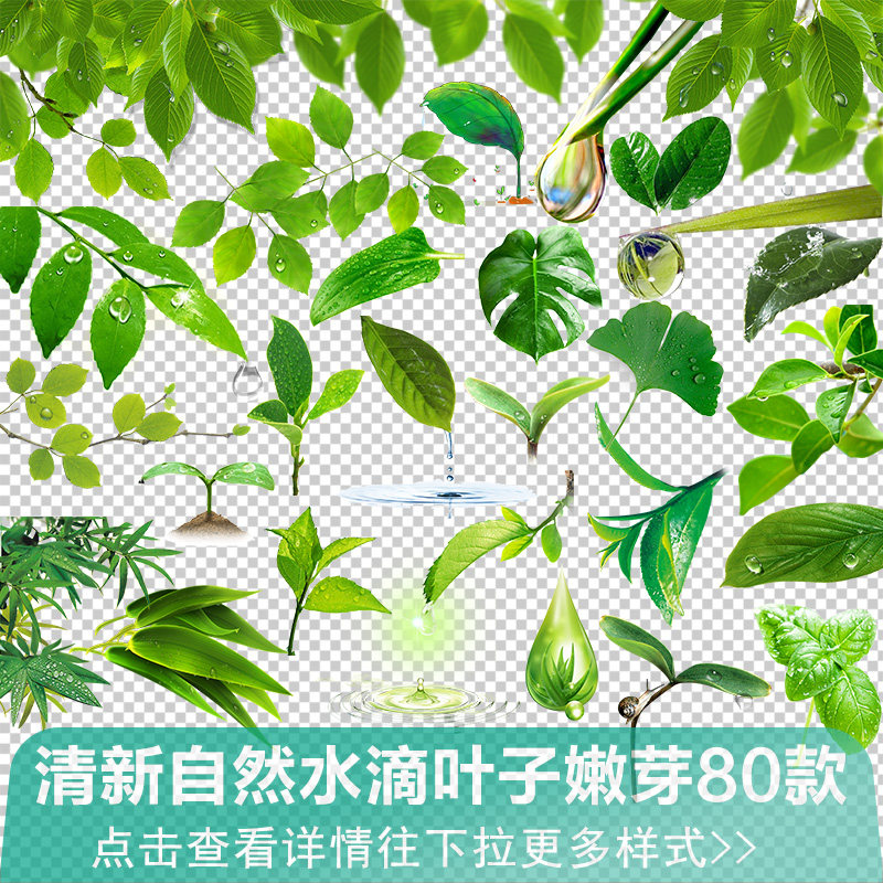 清新绿叶露珠 绿色树叶子水滴嫩芽护肤芦荟 春夏季ps免抠png素材