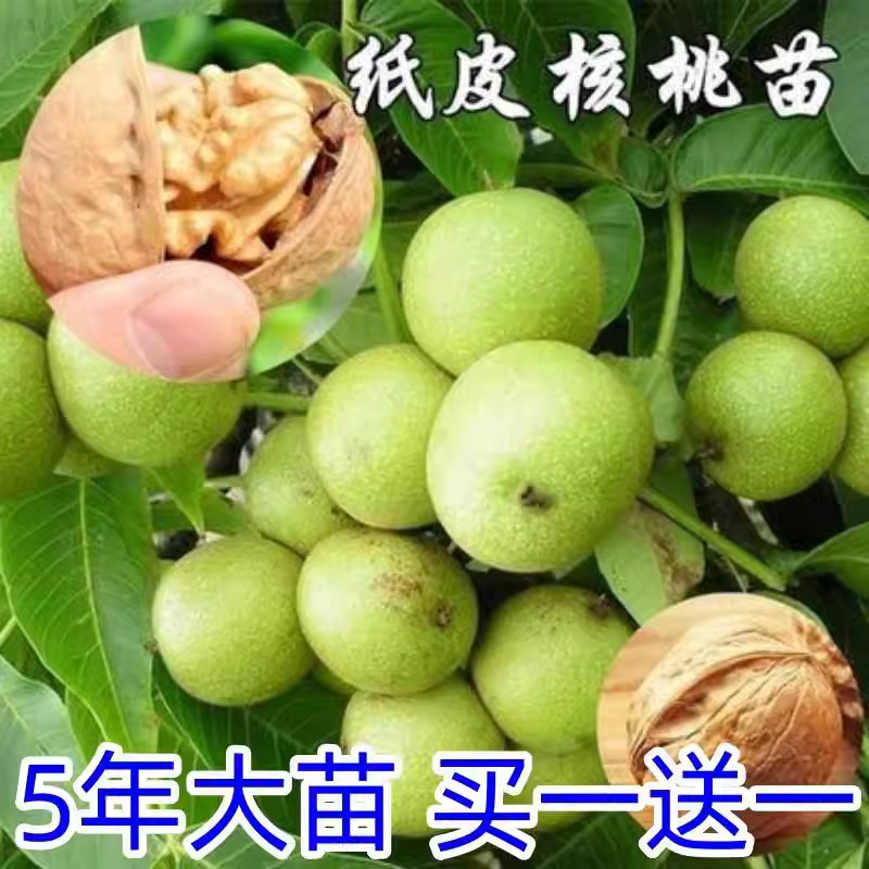 核桃苗8518嫁接苗特大薄皮核桃树苗南北方四季种植果树苗当年结果