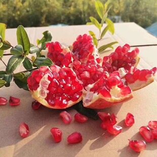 9月份发货突斯尼红软籽甜皮薄颗粒大怀远红玉石籽石榴现摘软籽