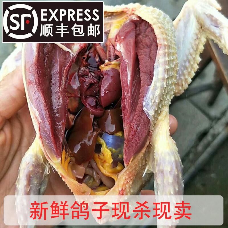 正宗农家散养新鲜活现杀土鸽子