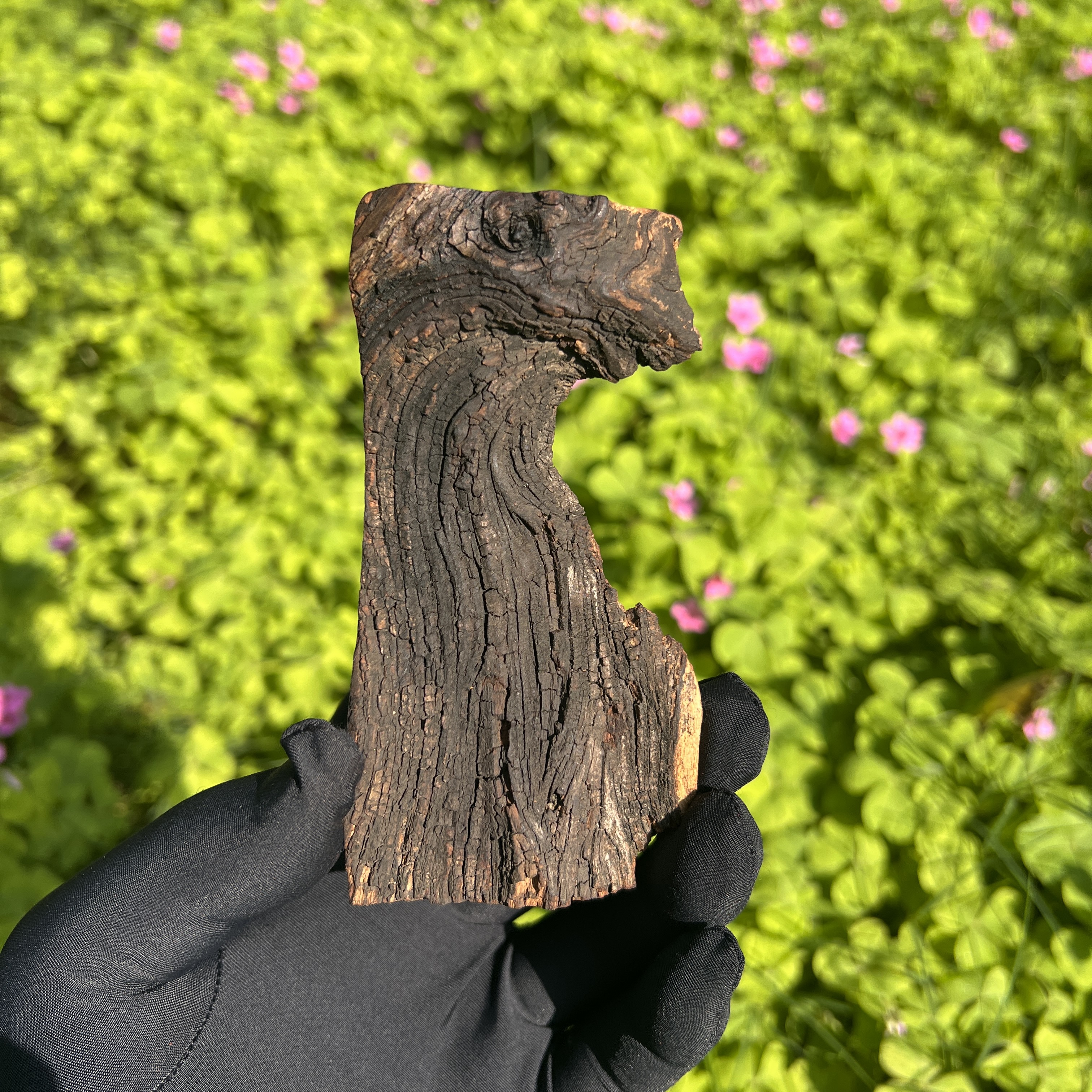 正品保真雷击枣木迷你小摆件海马办公室居家摆件手把件陈列装饰品
