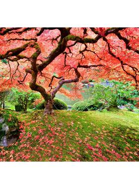 日本枫树 1000片拼图 文创周边 Peter Pauper Press 英文原版 Japanese Maple Tree Jigsaw Puzzle