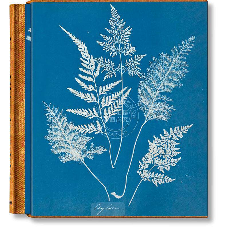 安娜·阿特金斯 蓝晒法 海藻蕨类植物画集 塔森出版社Taschen 进口原版 Anna Atkins. Cyanotypes 多语言