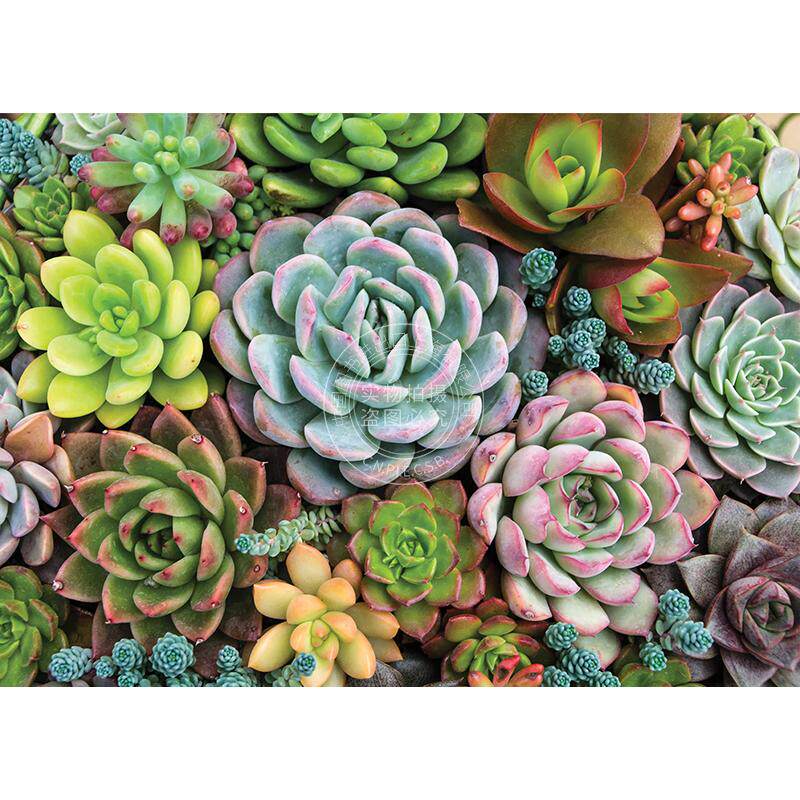 多肉花园 1000片拼图 文创周边 Peter Pauper Press 英文原版 Succulent Garden 1 000 Piece Jigsaw Puzzle