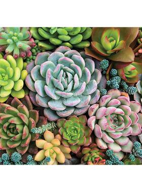 多肉花园 1000片拼图 文创周边 Peter Pauper Press 英文原版  Succulent Garden 1 000 Piece Jigsaw Puzzle