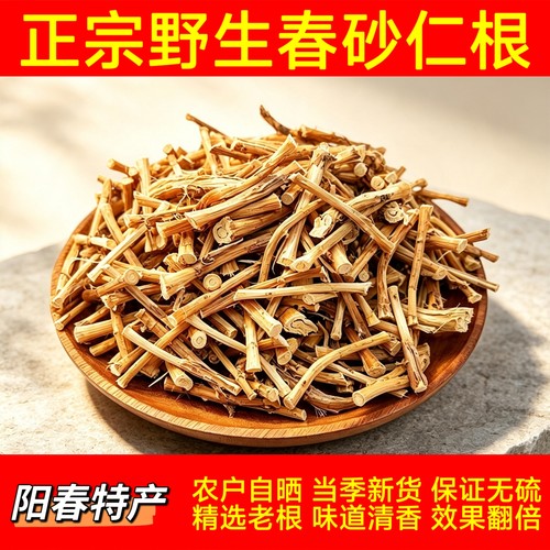 正宗阳春春砂仁根蟠龙春砂仁根春砂仁根正宗阳春特产新鲜春沙仁根