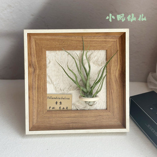 空气凤梨懒人现代装饰画框