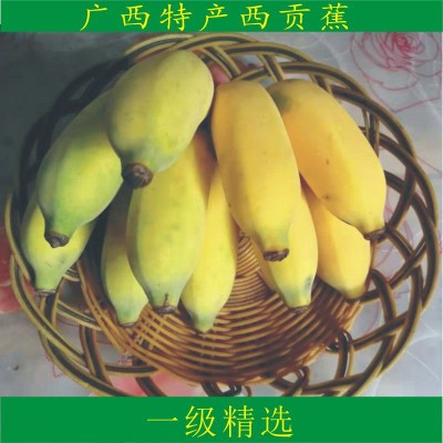 粉蕉西贡蕉糯米蕉 广西粉蕉粉焦香蕉