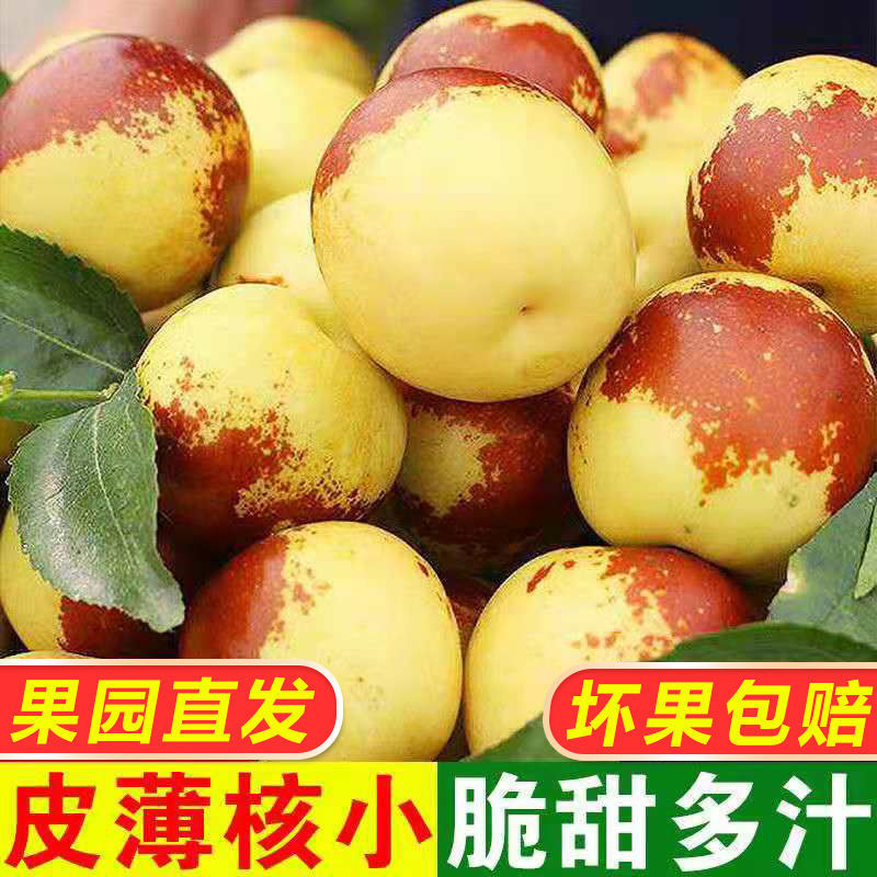 山东沾化冬枣新鲜大果枣子当季大枣青枣孕妇水果甜脆鲜枣