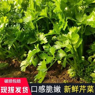 万人抢购苏北东台现货芹菜新鲜上市农家地头现砍现发当季芹菜