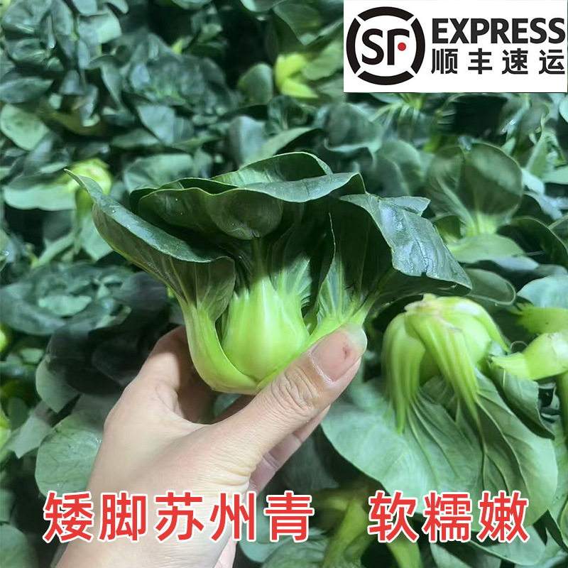 顺丰包邮苏北矮脚黑叶苏州青新鲜现摘现发当季蔬菜农家自种青菜