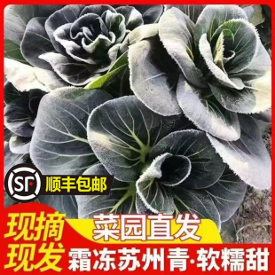 苏北农家露天新鲜霜冻大青菜油菜上海青苏州青时令蔬菜烫火锅现摘