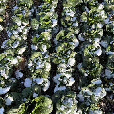 顺丰包邮苏州青苏北农家露天霜冻矮脚青菜太湖菜软糯新鲜当季蔬菜