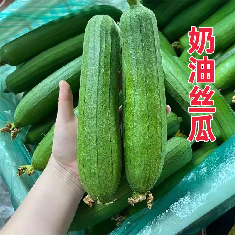 顺丰包邮苏北农家自种新鲜奶油丝瓜现摘现发当季蔬菜香丝瓜短丝瓜