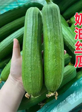 顺丰包邮苏北农家自种新鲜奶油丝瓜现摘现发当季蔬菜香丝瓜短丝瓜