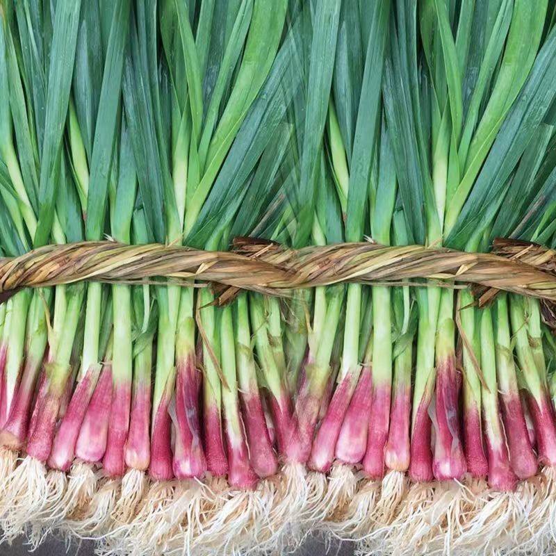 现挖现发苏北蒜苗当季新鲜蔬菜红皮青蒜苗农家自种大蒜香蒜苗5斤,水产肉类/新鲜蔬果/熟食,大蒜,淘宝优惠券,粉丝福利购,淘宝优惠卷