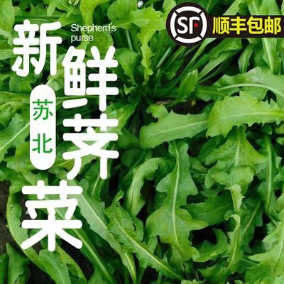 2025苏北农家新鲜蔬菜露天荠菜现挖野菜地菜荠荠菜饺子馅现挖现发