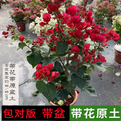 50多个勤花品种三角梅原盆原土带花苞发包对版绿樱中国红四季开花