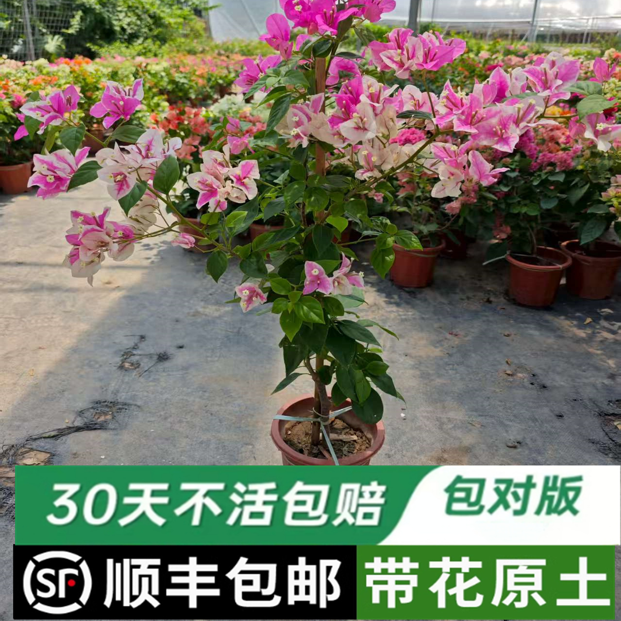 高飘枝三角梅带花盆栽绿樱爬藤重瓣老桩四季开花庭院植物勤花