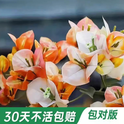 50多个勤花品种三角梅原盆原土带花苞发包对版绿樱凤凰四季开花