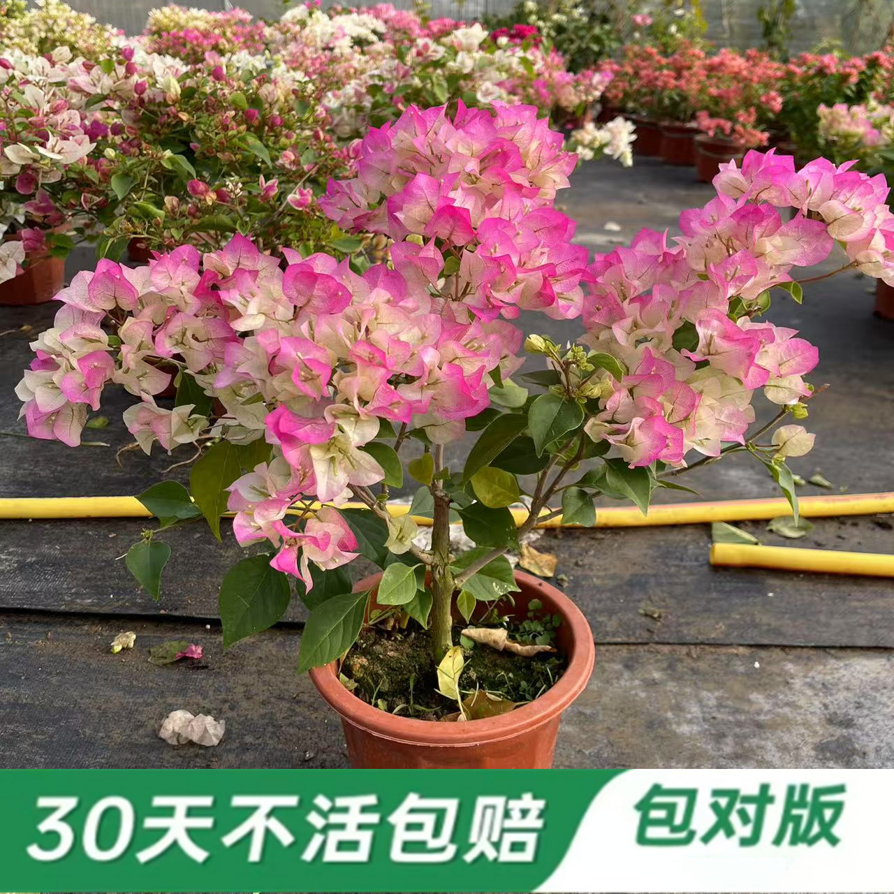 40多个勤花品种三角梅原盆原土带花发货包对版绿樱漳红樱四季勤花