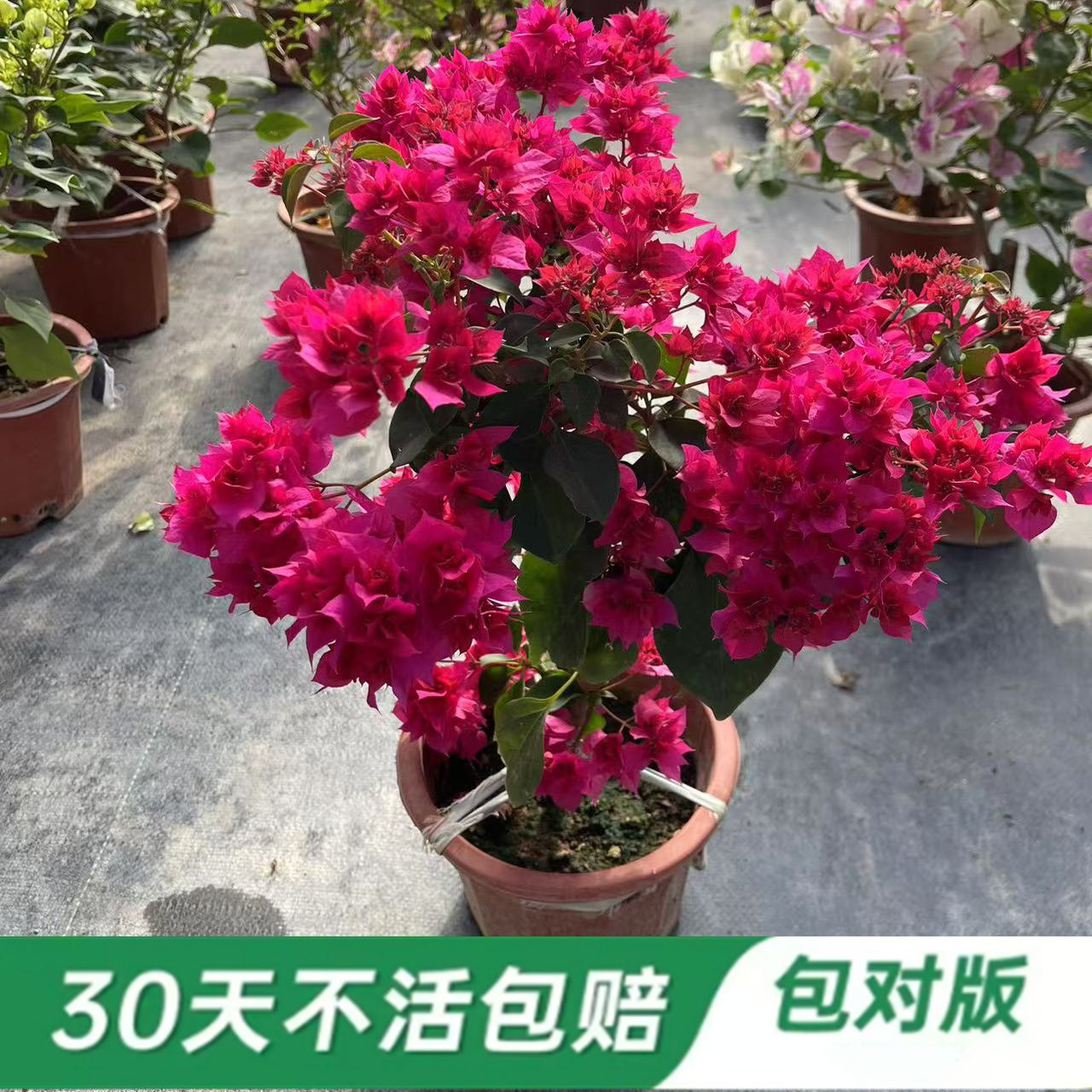 重瓣红50多个勤花品种三角梅原盆原土带花苞发包对版四季开花老庄