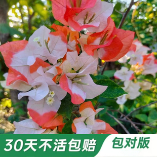 橙口红50多个勤花品种三角梅原盆原土带花苞发包对版四季开花老庄