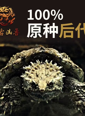 水族大师原种爆刺佛鳄龟观赏