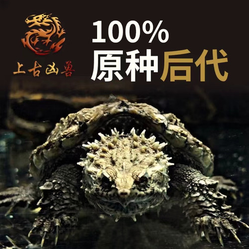 水族大师原种爆刺佛鳄龟观赏