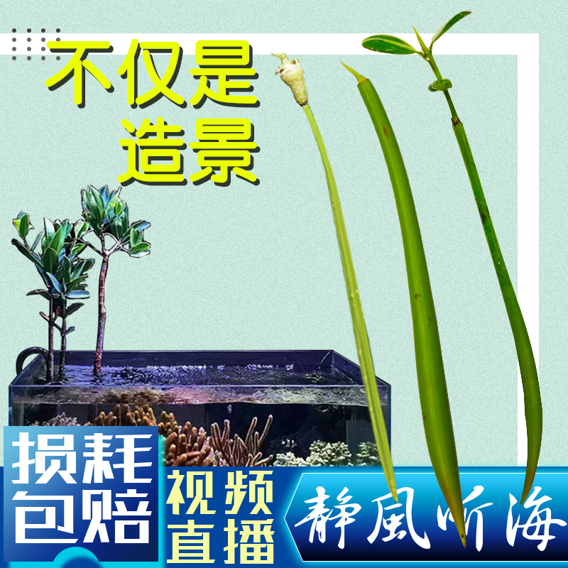 厚沙红树系统海缸植物水陆缸果木