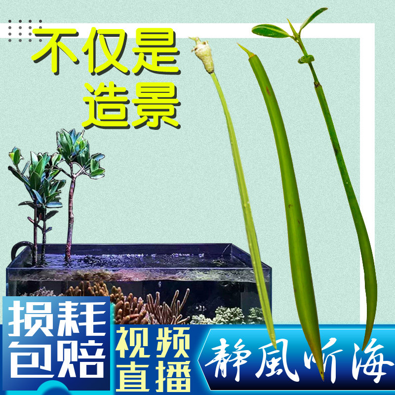 厚沙红树系统海缸植物水陆缸红树种子水笔仔角果木红海榄红树盒_虎窝淘