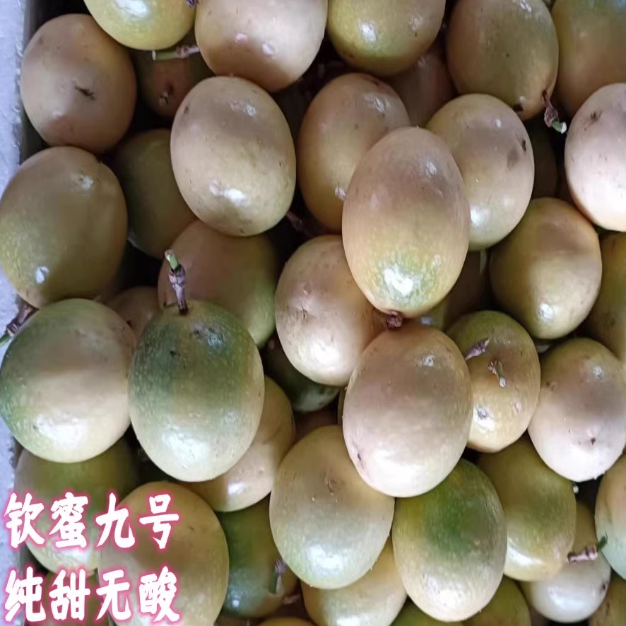 钦蜜9号纯甜无酸百香果高甜度