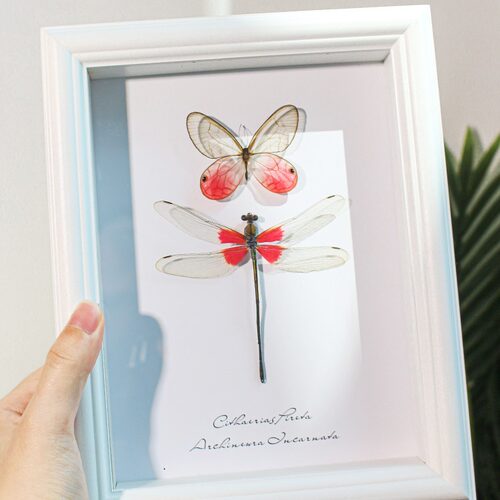 玫瑰绡眼蝶赤基色蟌罕见天然真蝴蝶昆虫标本装饰摆件女友生日礼物