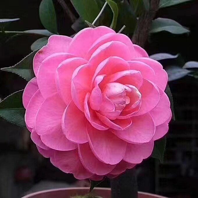 休斯富豪茶花稀有名贵品种牡丹大花型盆栽树苗室内阳台楼顶植物