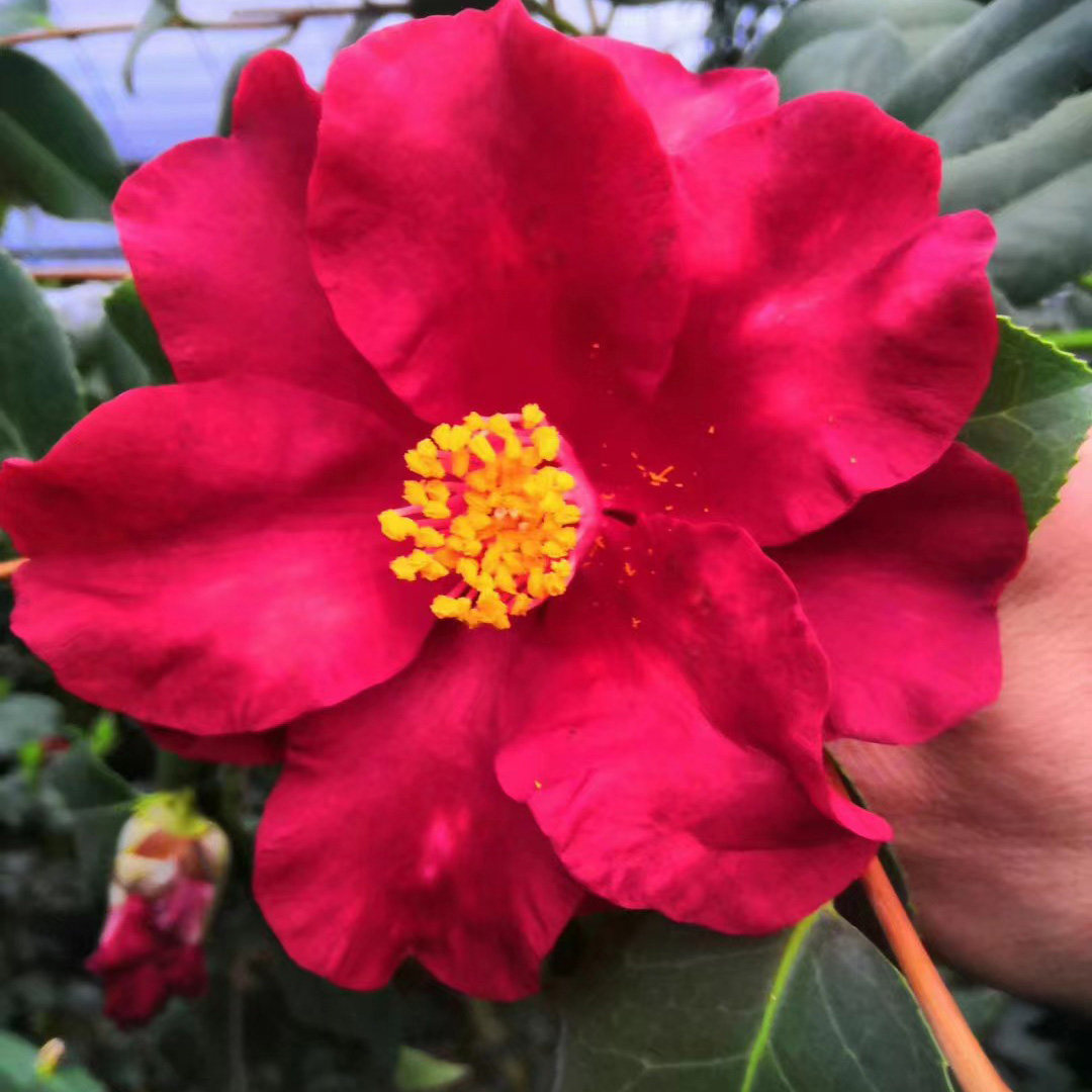 火舞茶花稀有名贵品种牡丹大花阳台盆栽吸甲醛楼顶植物带花苞龙岩