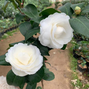 拉芬玛吉白色多色茶花稀有名贵品种吸甲醛阳台楼顶盆栽植物带花苞