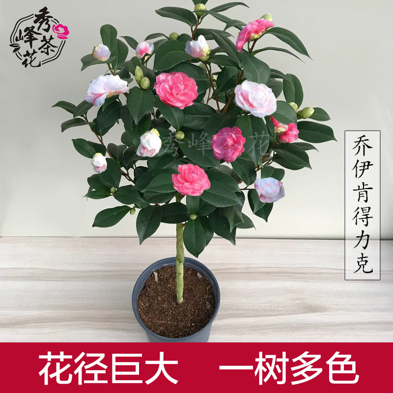 乔伊山茶花盆栽名贵精品一树多色室内外观花植物四季茶花苗带花苞 鲜花速递/花卉仿真/绿植园艺 时令草本花卉 原图主图