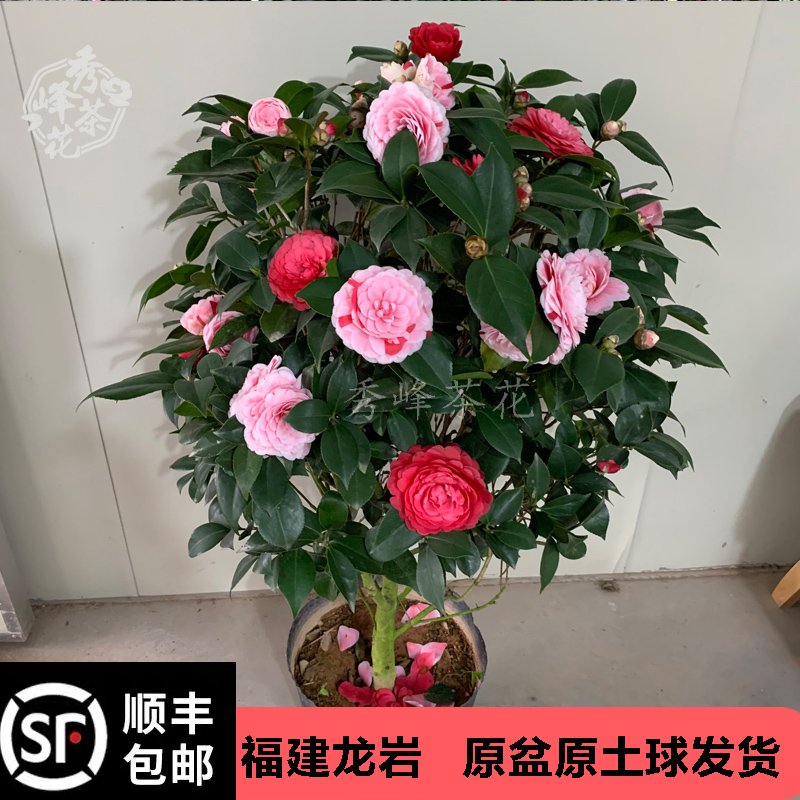 茶花盆栽五色赤丹一树多色室内阳台庭院花卉四季开花茶花苗带花苞-封面