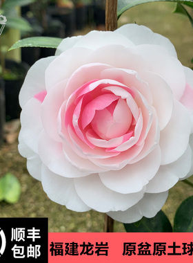 斑水屋先生茶花名贵珍稀品种山茶花盆栽苗复色沃特豪斯云杂系福建