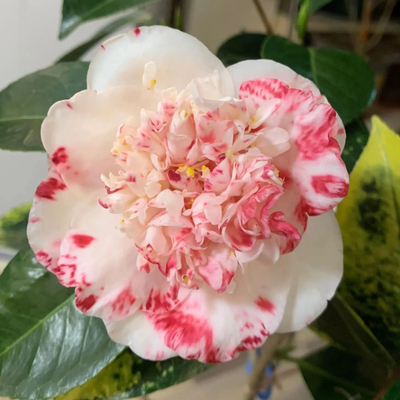 彩虹玉天使茶花稀有名贵品种大花阳台楼顶盆栽植物带花苞福建龙岩