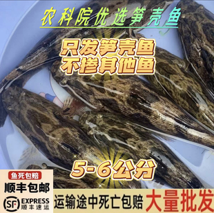 优质笋壳鱼苗3/10厘米 淡水养殖鱼苗云斑尖塘鳢鱼苗沙塘鳢鱼苗