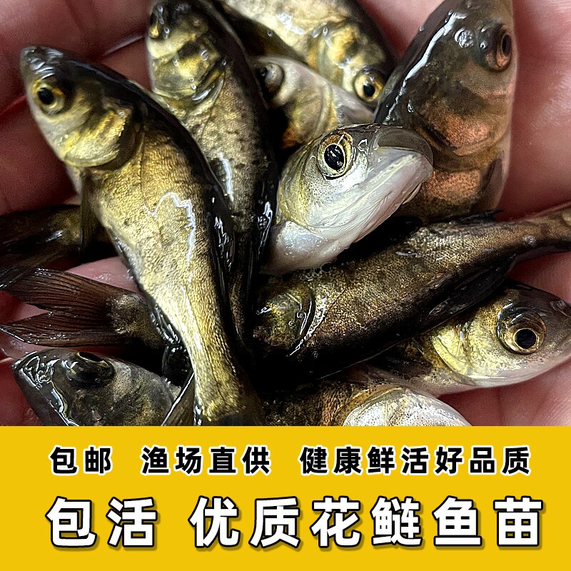 花鲢鱼苗 黑鲢鱼苗 大头鱼苗 鳙鱼 鱼苗麻鲢胖头鱼苗花大头鱼苗
