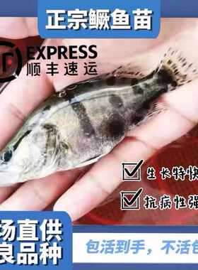桂花鱼苗养殖大翘嘴鳜鱼苗淡水鱼