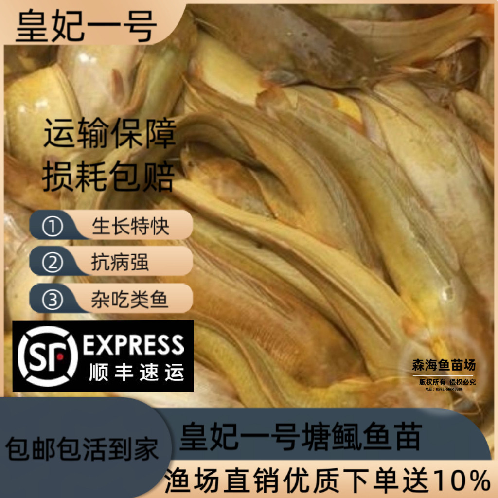 三麻黄塘鲺鱼本地塘鲺鱼塘角鱼苗三黄塘鲺鱼胡子鲶鱼广东