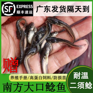 南方大口鲶鱼苗淡冷水养殖胡二须子鲶大型冷水鱼埃及鲶鱼土鲶鱼苗