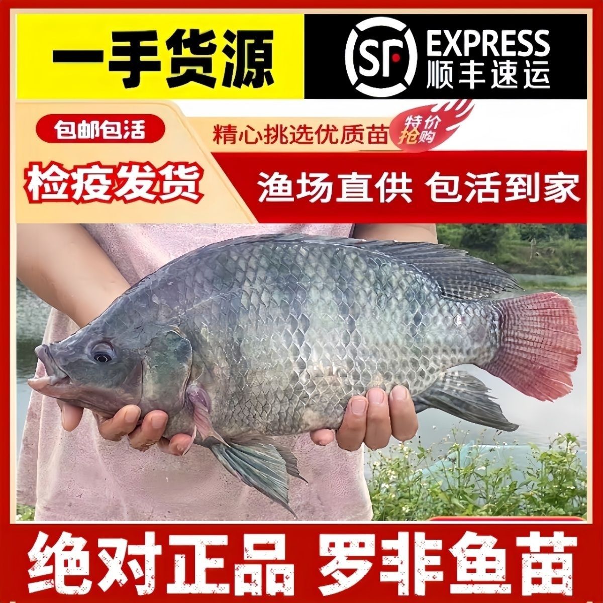 四倍快大罗非鱼苗脆肉3-4cm