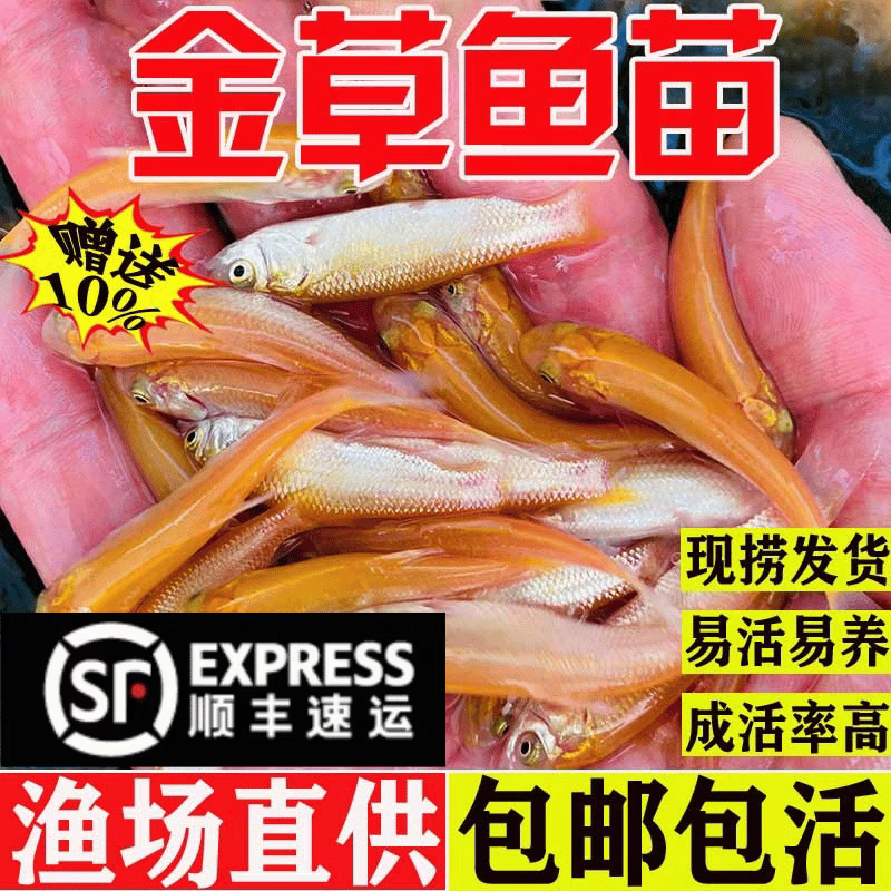 广州值发金草鱼苗淡水养殖食用冷水红黄金丝草鱼金草鱼苗